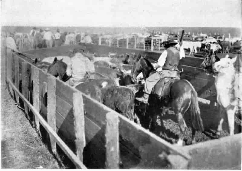 Putting cattle through the chute.
