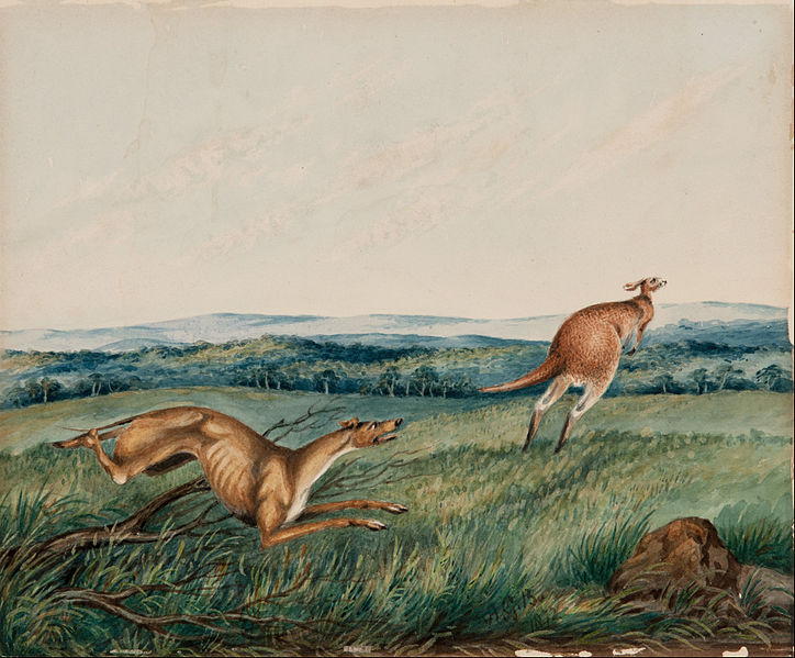 Dog chasing a kangaroo. Adam Gustavus Ball