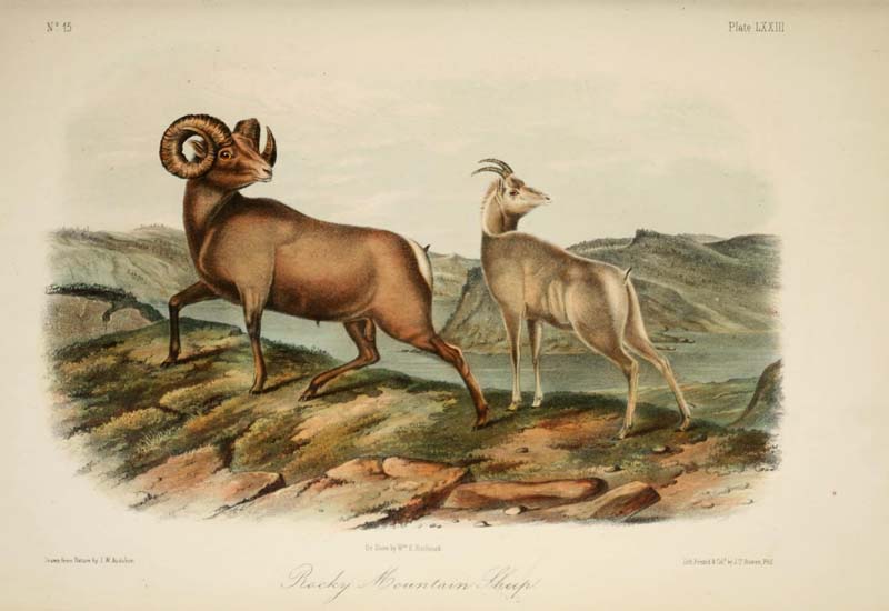 Rocky Mountain Sheep, John James Audubon