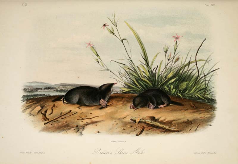 Brewer's Shrew Mole, John James Audubon