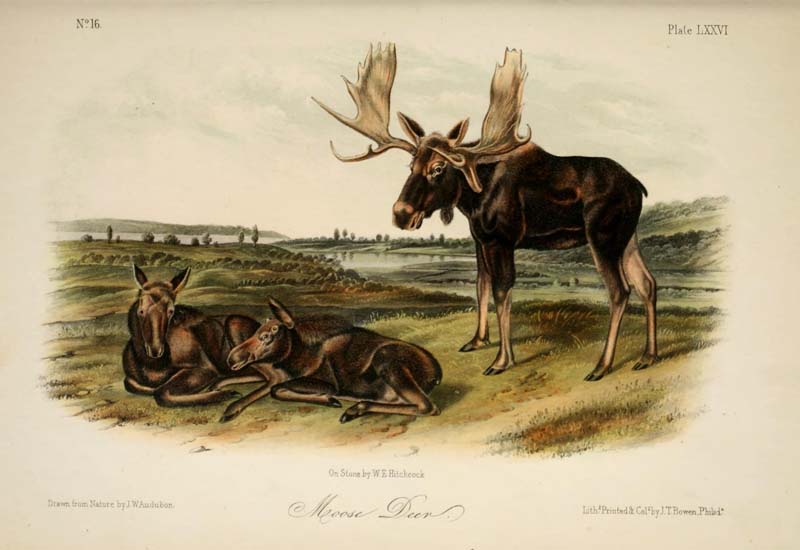 Moose Deer, John James Audubon
