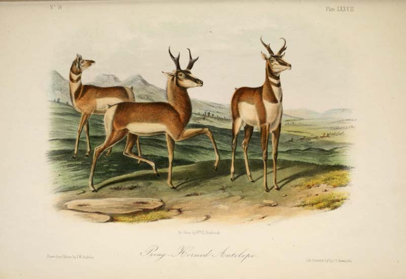 rong Horned Antelope, John James Audubon