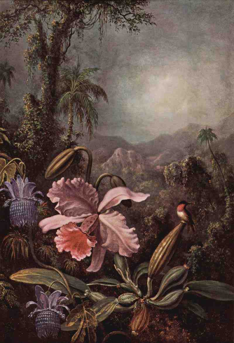 Orchids, Passion Flowers and Hummingbirds, Martin Johnson Heade