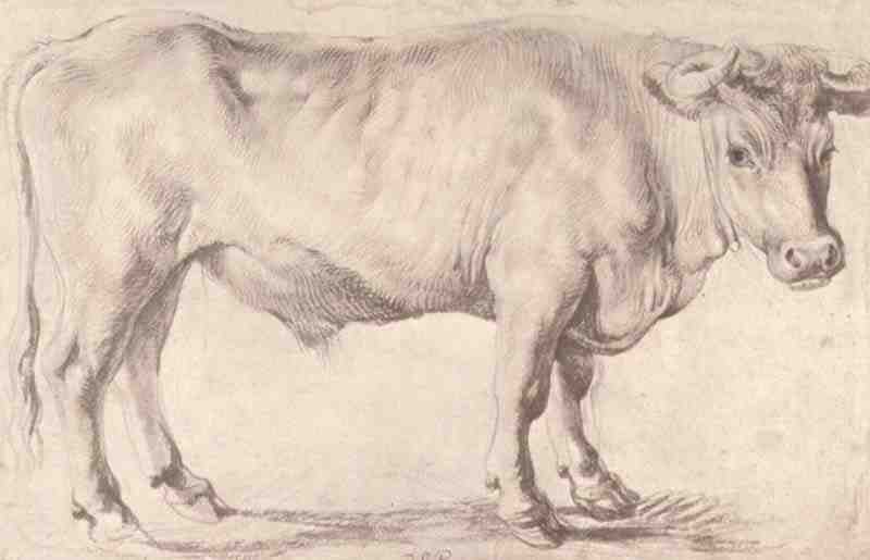 Ox, Peter Paul Rubens