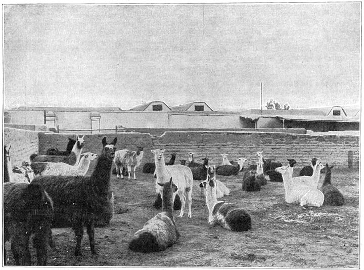 Te Oruro. Een kudde rustende lama’s in den corral.