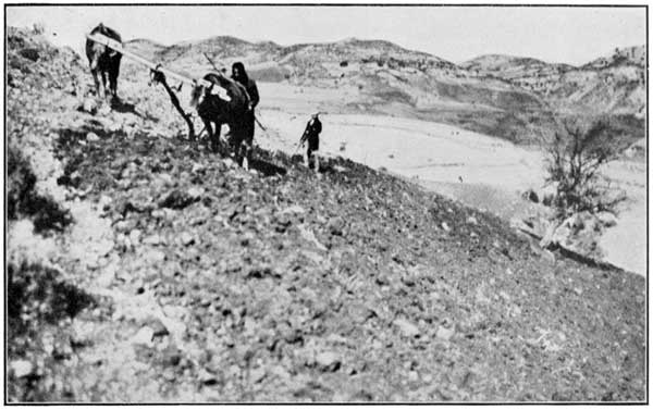 Fig. 1.—Ploughing on a Mountain-side with Native Plough.