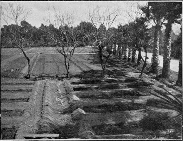 Fig. 2.—Newly-prepared Beds in Experimental Gardens.