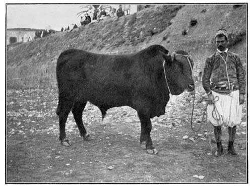 Fig. 1.—Native Bull.