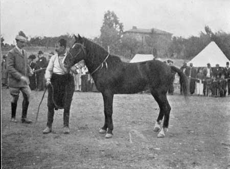 Fig. 1.—Cyprus Pony.