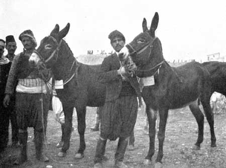 Fig. 2.—Cyprus Donkeys.