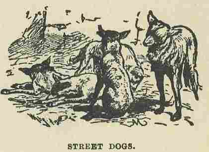 097.jpg Street Dogs 
