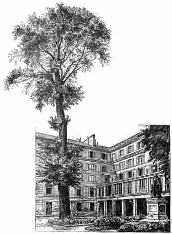 ELM TREE IN THE COURT OF HONOUR AT THE DEAF AND DUMB INSTITUTION.