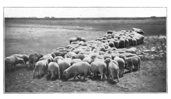SHEEP FEEDING ON ALFALFA