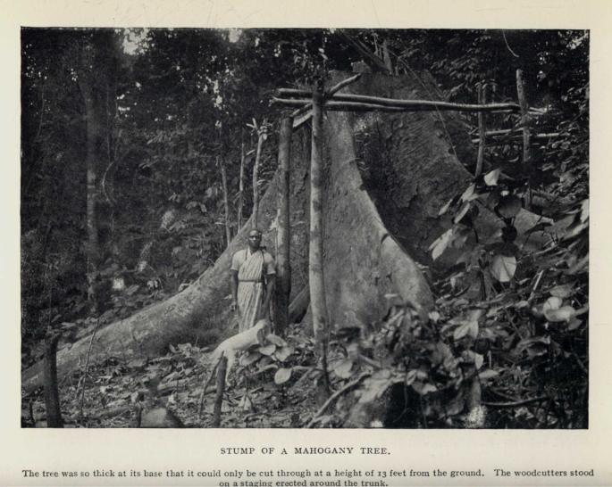STUMP OF A MAHOGANY TREE. The tree was so thick at its base that it could only be cut through at a height of 13 feet from the ground. The woodcutters stood on a staging erected around the trunk.