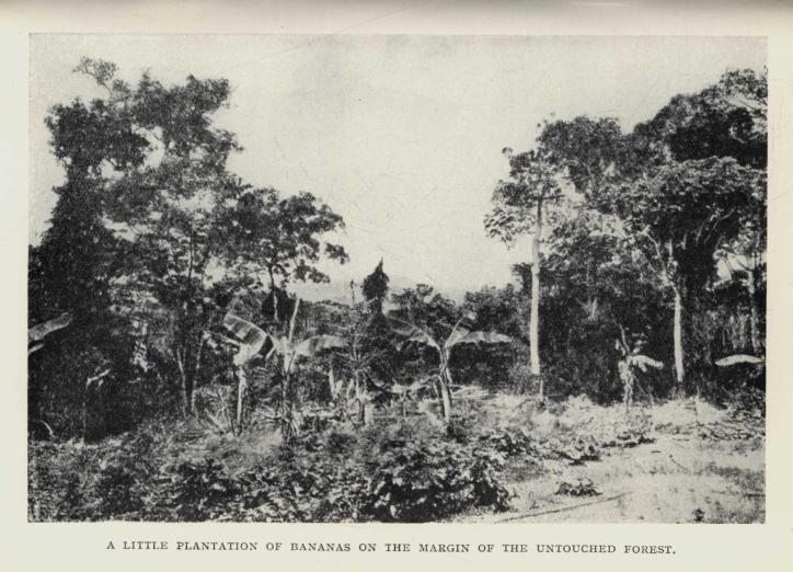 A LITTLE PLANTATION OF BANANAS ON THE MARGIN OF THE UNTOUCHED FOREST