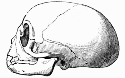 Macacus baboon skull