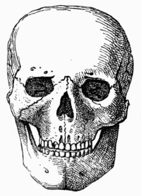 Skull found at Meilen