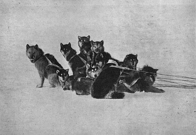 THE DOUBLE TEAM OF DOGS USED WITH THE RECONNOITERING SLEDGE AT THE POLE, SHOWING THEIR ALERTNESS AND GOOD CONDITION