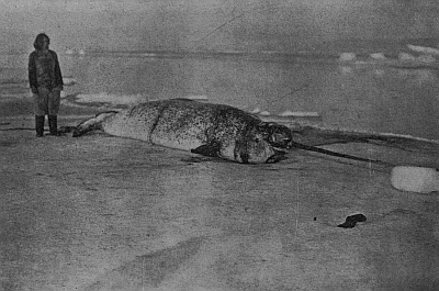 A NARWHAL KILLED OFF CAPE UNION, JULY, 1909. THE MOST NORTHERLY SPECIMEN EVER CAPTURED