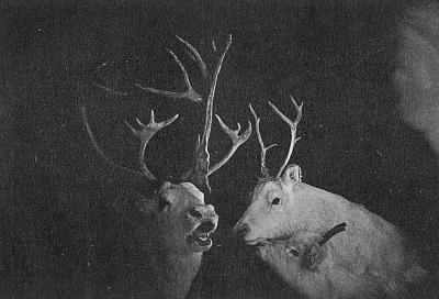 FAMILY GROUP OF PEARY CARIBOU (RANGIFER PEARYI), ARRANGED BY "FROZEN TAXIDERMY" AND PHOTOGRAPHED BY FLASHLIGHT