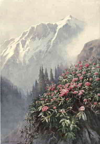 WILD RHODODENDRONS