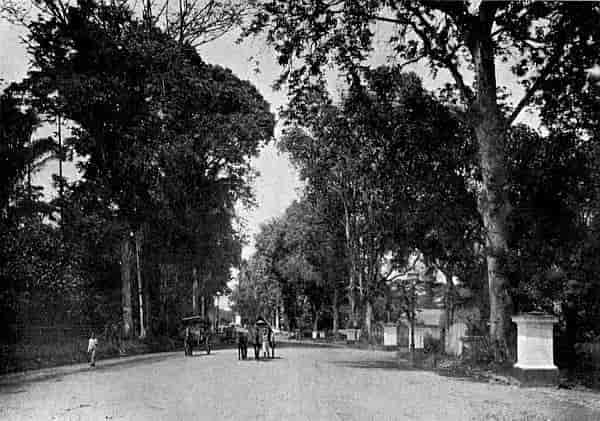 Avenue leading to the Botanical Garden.