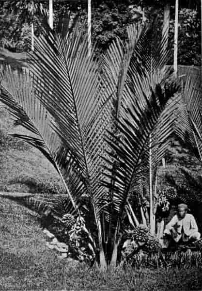 A Nipah Palm.