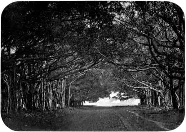 Avenue of old waringin trees, Botanical Garden, Buitenzorg.