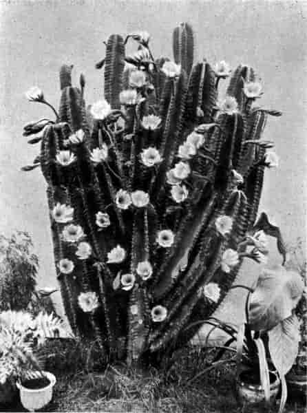 A cactus in flower.