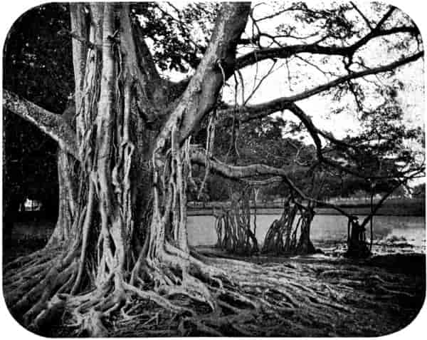 Gum tree, Botanical Garden, Buitenzorg.
