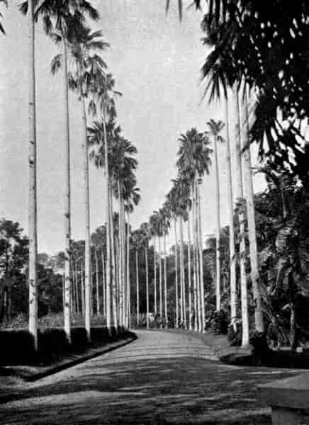 Palm trees in the Botanical Garden.