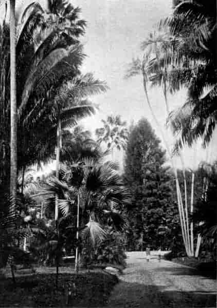 Palm trees and Arancaria.