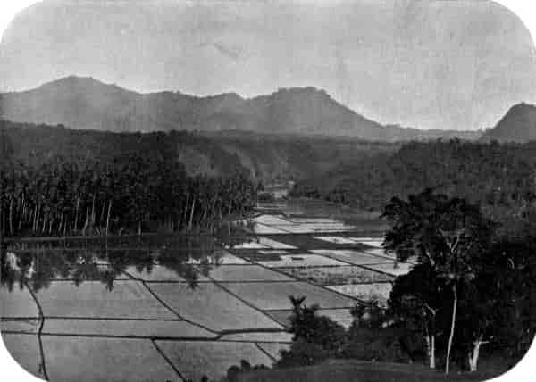 Flooded rice-fields.