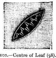 Centre of Leaf (98).