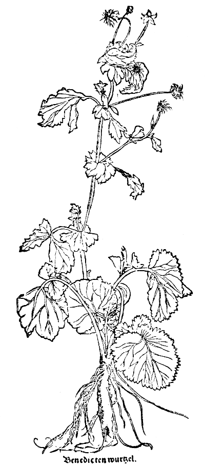 Text-fig. 25. “Caryophyllata” = Geum, Avens [Brunfels, Herbarum vivæ eicones, Vol. III. 1540]. Reduced.