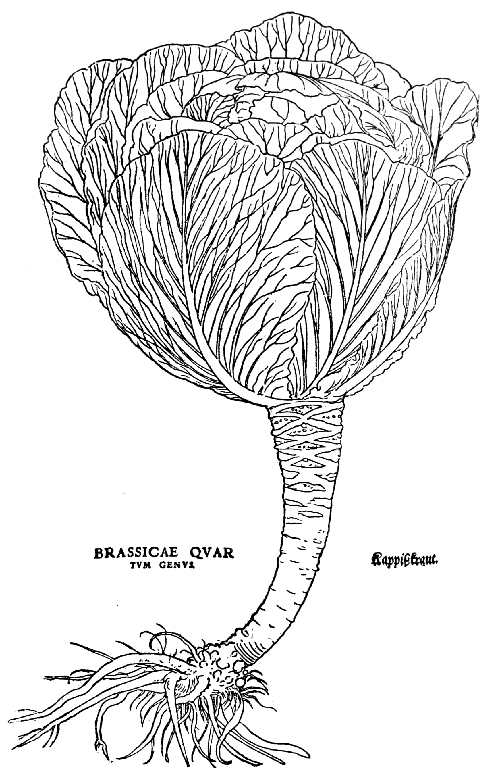 Text-fig. 30. “Brassicæ quartum genus” = Cabbage [Fuchs, De historia stirpium, 1542]. Reduced.
