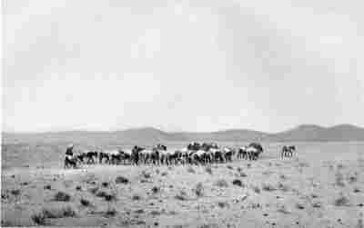 A Caravan of Donkeys in Afghanistan.
