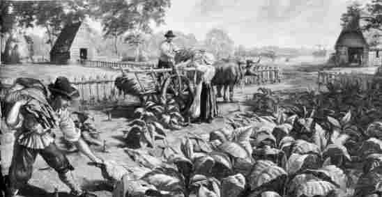 [Illustration: Harvesting tobacco at Jamestown, about 1650. (Painting by Sidney E. King.)]