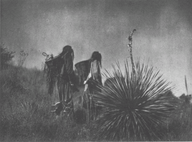 Illustration: Mescal Harvest - Apache