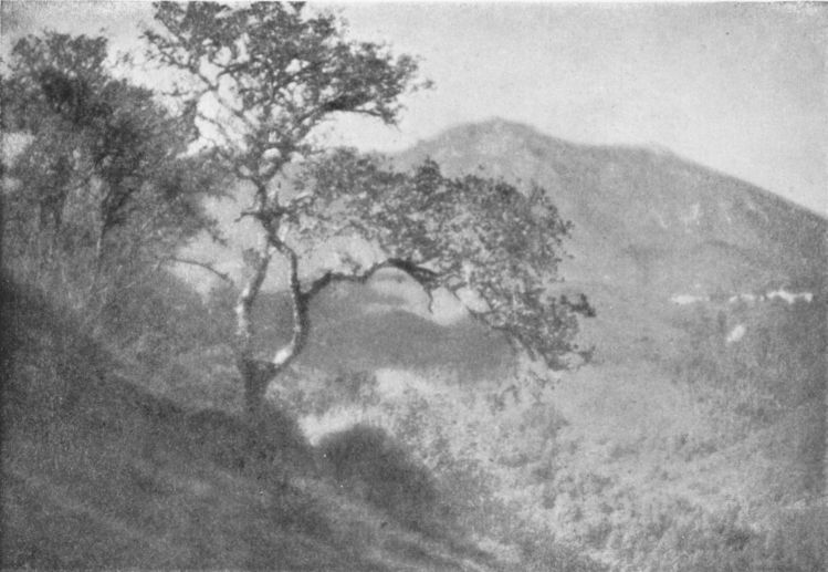TOWARD TAMALPAIS, By W. H. Stephens, San Franciso, Cal.