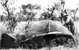 [Photograph: Removing an Elephant's Skin]