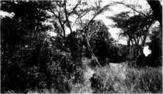 [Photograph: By courtesy of W.D. Boyce In the Deep Jungle Growth]