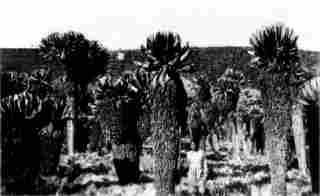 [Photograph: Giant Cactus Growth In the Crater]