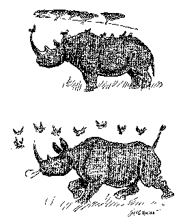 [Drawing: Before and After the Rhino Birds Give the Alarm]