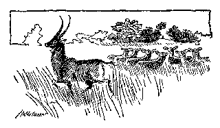 [Drawing: They Watched While the Buck Ran Away]