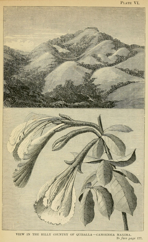 Plate VI-VIEW IN THE HILLY COUNTRY OF QUIBALLA—CAMOENSIA MAXIMA