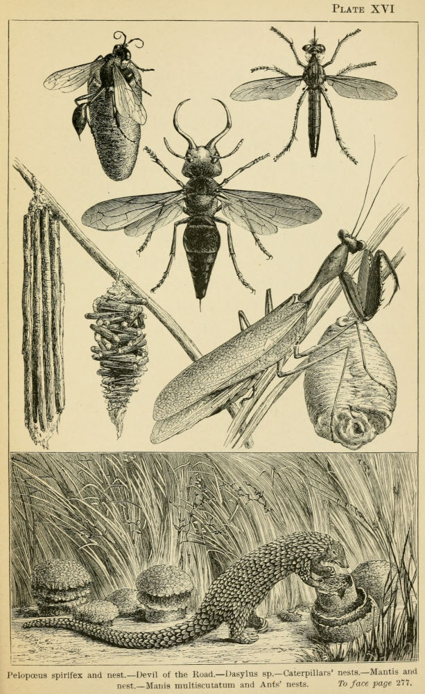 Plate XVI - insects
