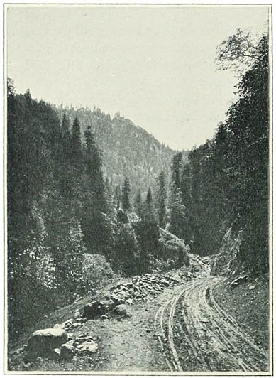 Fig. 8. Road in the Forest.
