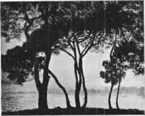 Monet - The Pines
