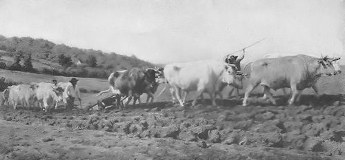 Oxen Plowing